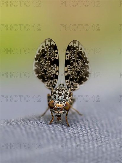 Peacock fly