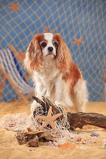 Cavalier King Charles Spaniel