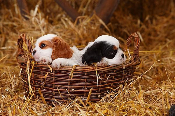 Cavalier King Charles Spaniel