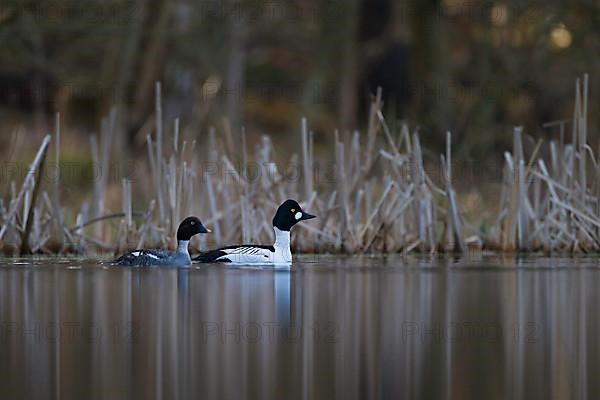 Common Goldeneye