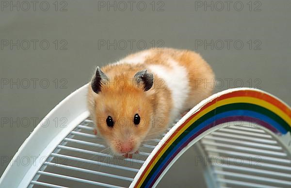 Golden hamster