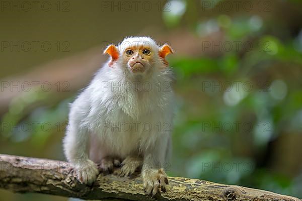 Silver silvery marmoset