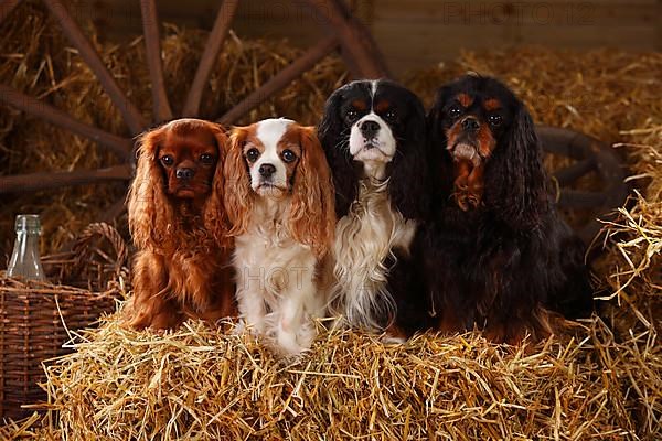 Cavalier King Charles Spaniel