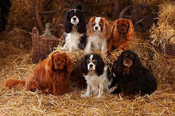 Cavalier King Charles Spaniel
