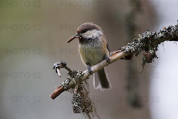 Grey-headed chickadee