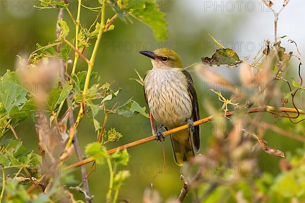 Eurasian golden oriole