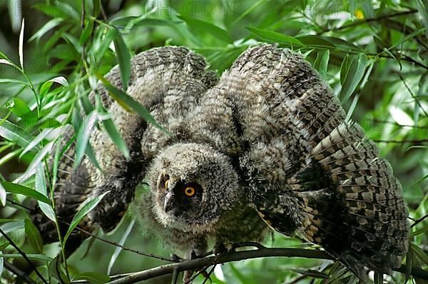 Long-eared owls