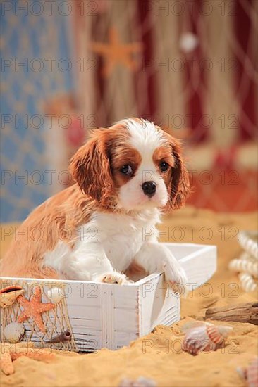 Cavalier King Charles Spaniel