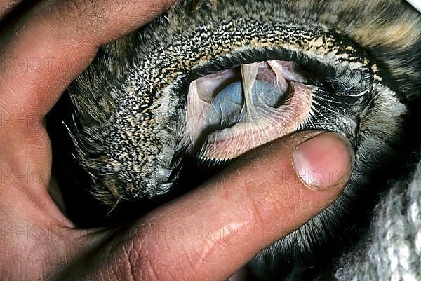 Close-up of the inner ear of the long-eared owl