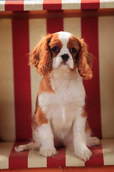 Cavalier King Charles Spaniel