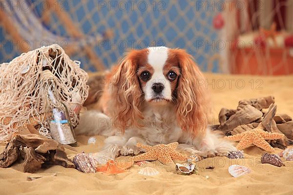 Cavalier King Charles Spaniel