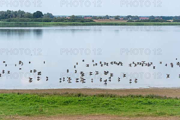 Birds at Guelper See