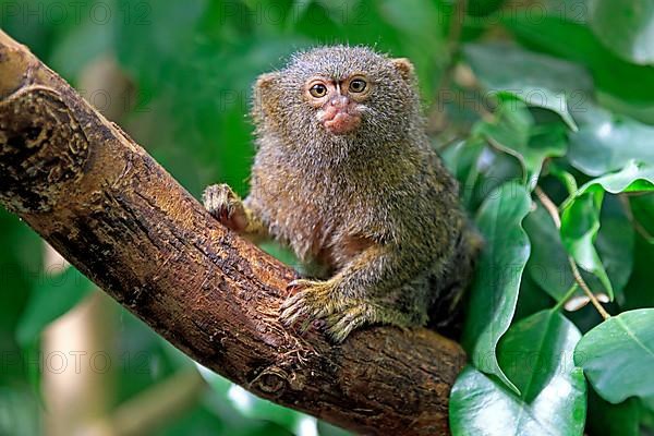Pygmy marmoset