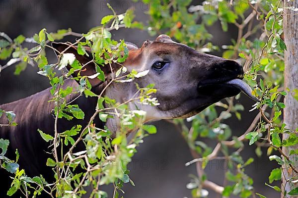 Okapi