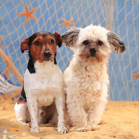 Jack Russell Terrier and mixed breed dog