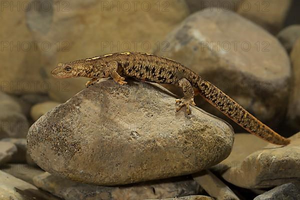 Pyrenean brook salamander