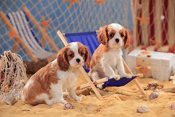 Cavalier King Charles Spaniel