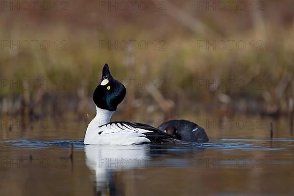 Common Goldeneye