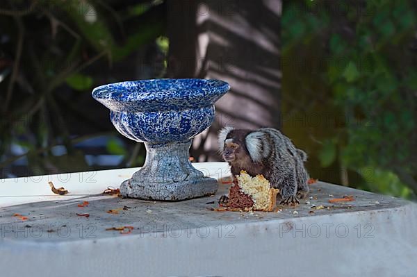 Common marmoset