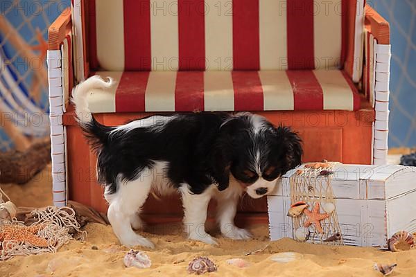Cavalier King Charles Spaniel
