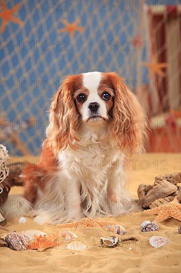 Cavalier King Charles Spaniel