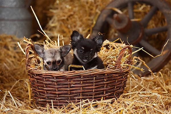 Chihuahua