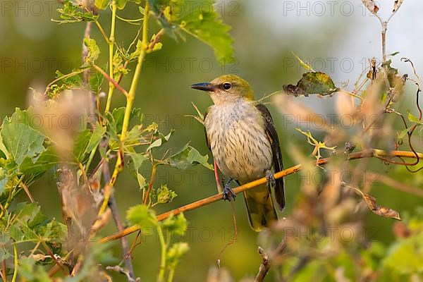 Eurasian golden oriole