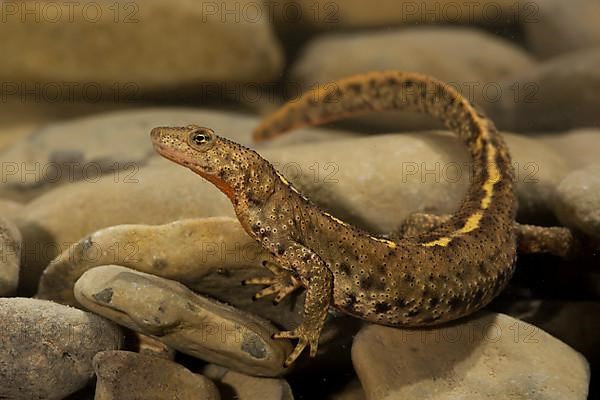 Pyrenean brook salamander