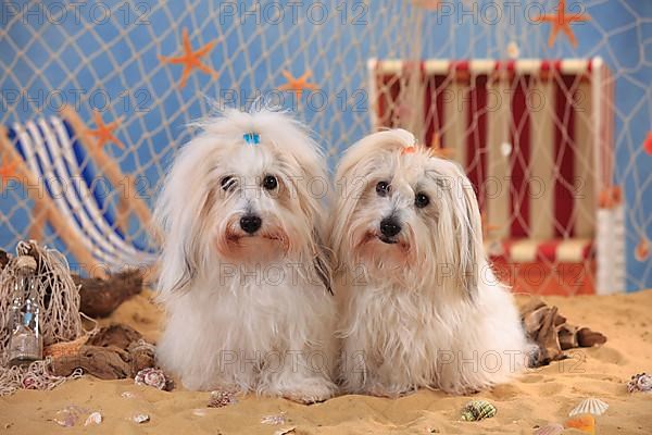 Coton de Tulear