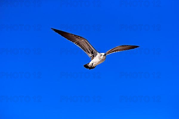 Laughing gull