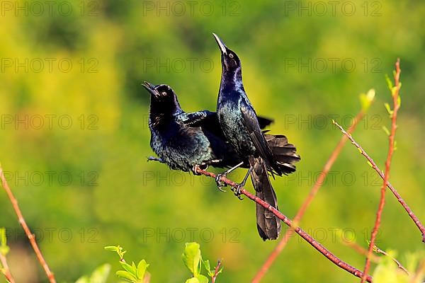 Boat-tailed grackle