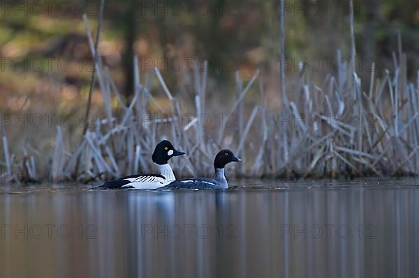 Common Goldeneye