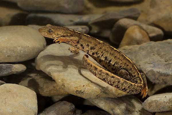 Pyrenean brook salamander
