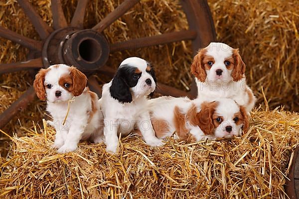 Cavalier King Charles Spaniel