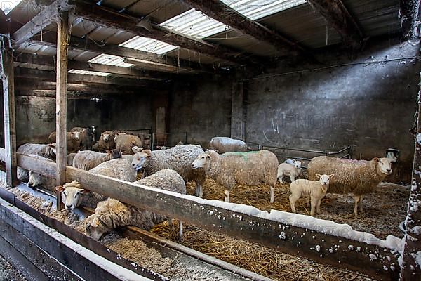 Domestic sheep