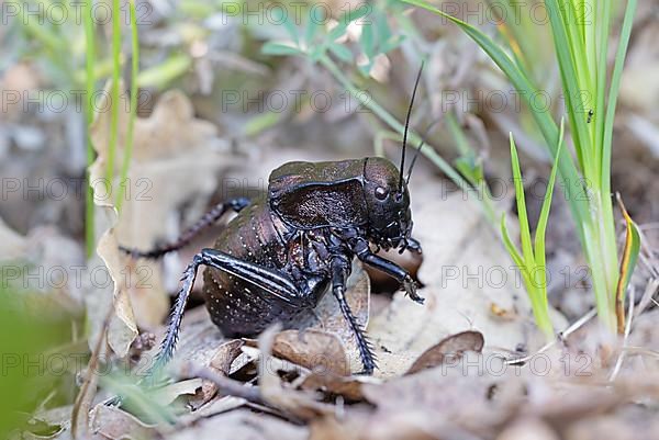 Bronze Glandular bronze glandular bush-cricket