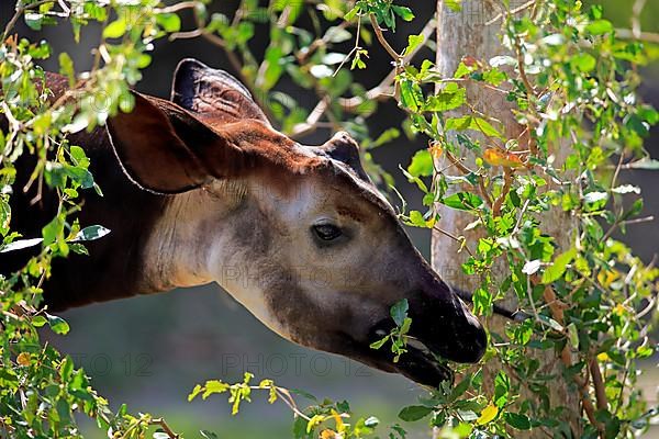 Okapi