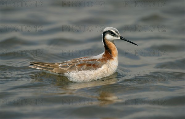 Wilson's Phalarope