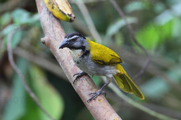 Black-capped Saltator