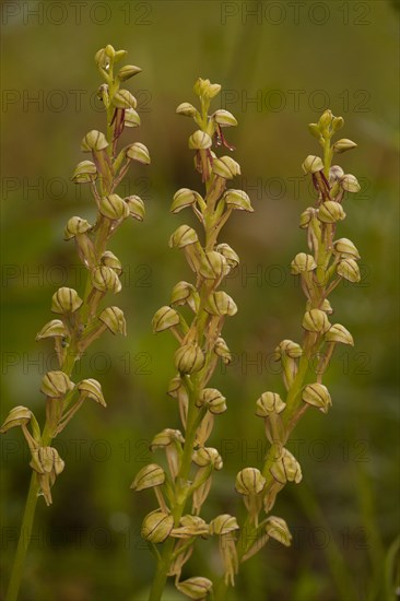 Man Orchid
