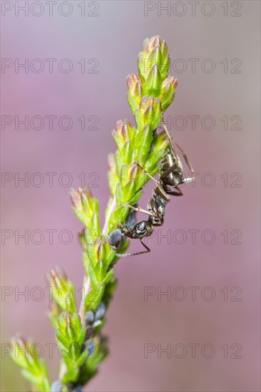 Black negro ant