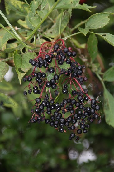 The autumn berries of the Elder