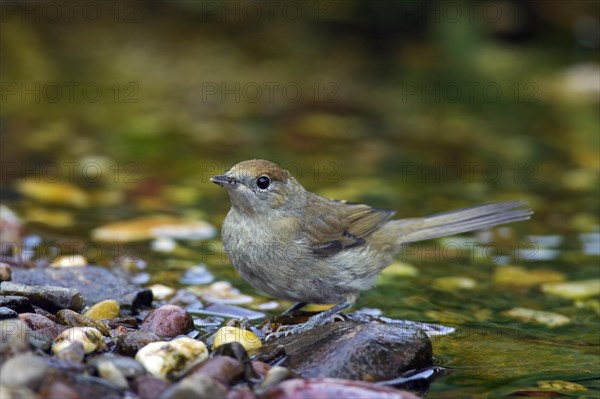 Blackcap