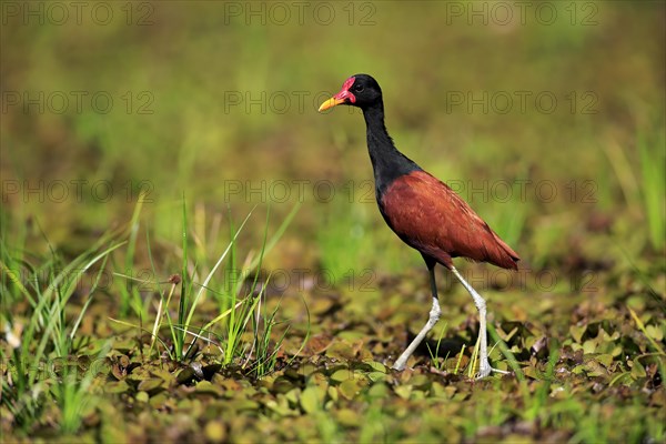Wattled jacana