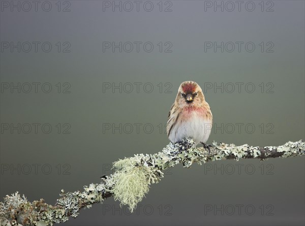 Lesser Redpoll