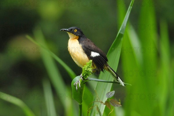 Pipe mockingbird