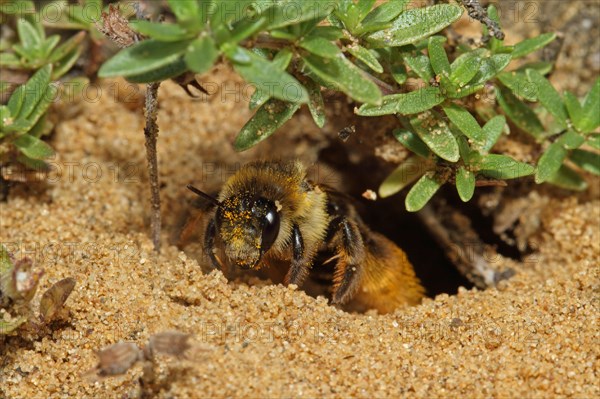Trouser bee