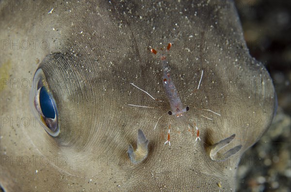 Clear Cleaner Shrimp