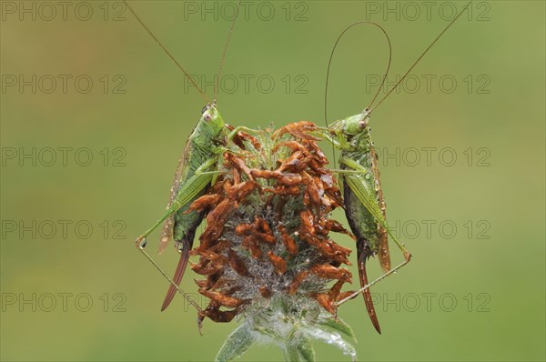 Long-winged Conehead