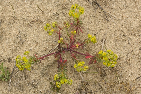 Portland Spurge